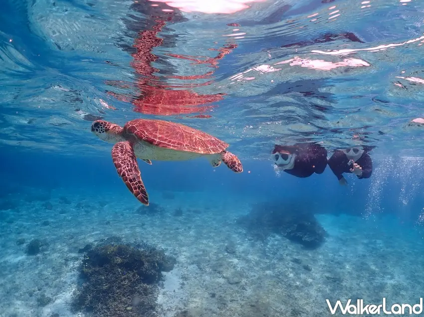 ▲宮古島Waiwai Beach可近距離觀賞海龜，搭配平台預約行程讓宮古島體驗更加完整（攝影：張人尹）