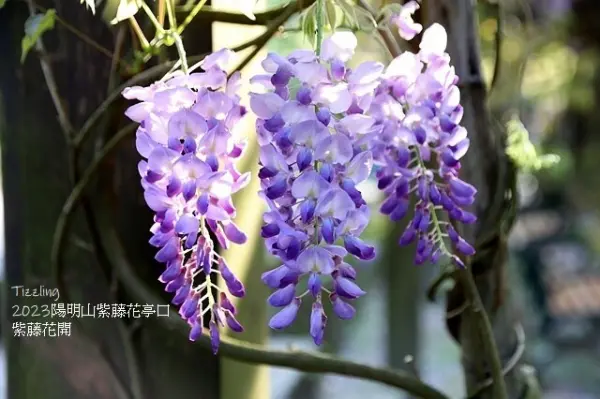 ▲陽明山春季賞花推薦!四季有花可賞的「臺北花卉試驗中心」3、4月迎來紫藤花、流蘇盛開。(攝影:部落客 揚子陵,圖片為往年花季照)