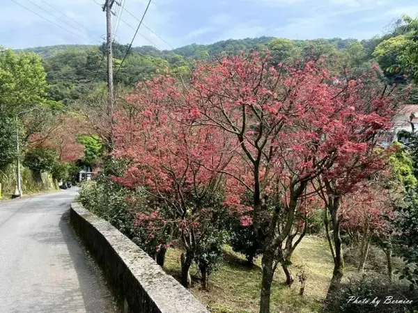 ▲陽明山春季賞花推薦!台北奧萬大每年3~5月有紅楓美景。(攝影:部落客 Bernice的隨手筆記,圖片為往年花季照)