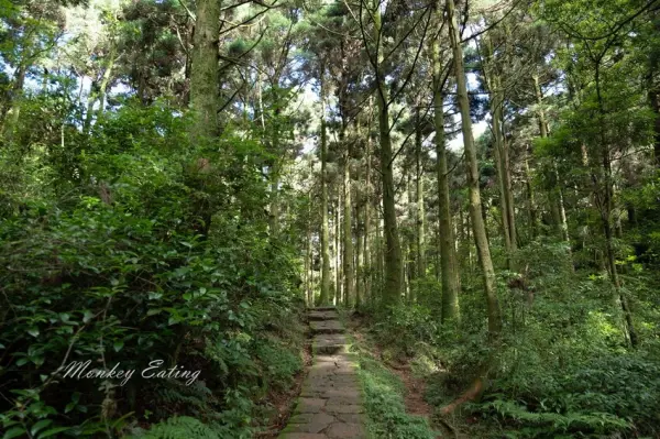 ▲陽明山景點必去熱門點!風擎步道沿途穿梭柳杉林、飽覽遼闊大草原。(攝影:部落客 貪吃猴)