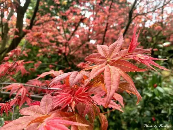 ▲陽明山春季賞花推薦!台北奧萬大每年3~5月有紅楓美景。(攝影:部落客 Bernice的隨手筆記,圖片為往年花季照)
