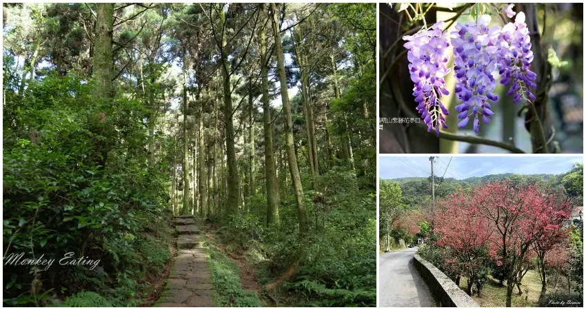 ▲陽明山海芋季別只看海芋!7大陽明山景點清單,春季紫藤花海 紅楓步道也要拍。