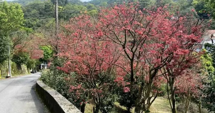 陽明山海芋季別只看海芋！7大陽明山景點清單，春季紫藤花海 紅楓步道也要拍。