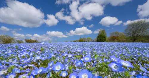 廣島世羅芝櫻粉蝶花季登場！30萬株芝櫻與與120萬株粉蝶花夢幻綻放，堪稱西日本規模最大。