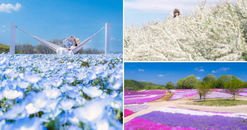 ▲參觀者能欣賞覆蓋西日本最大規模丘陵的30萬株芝櫻與120萬株粉蝶花。
