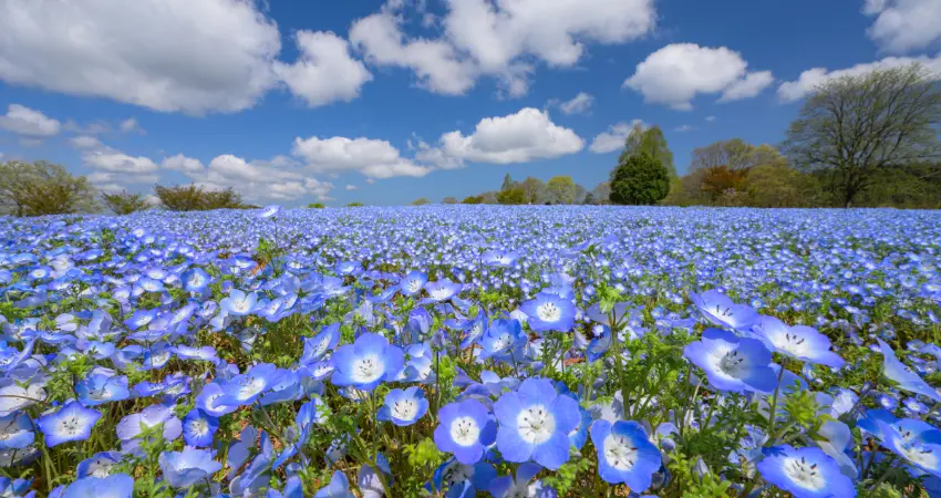▲青空之丘 粉蝶花區域絕對不能錯過，與湛藍天空完美融為一體，美得令人屏息。