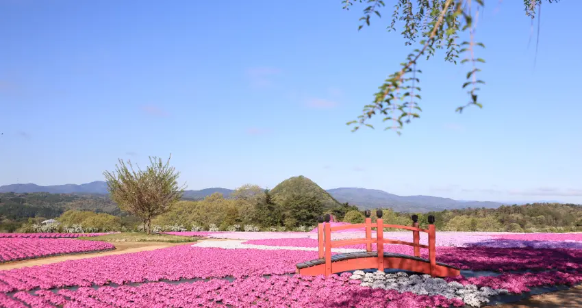 ▲相遇之丘芝櫻橫跨芝櫻花海、是園區最熱門的拍照打卡點。