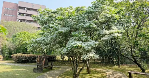 台北四月雪超夢幻！流蘇花5大免費賞花點推薦，搭捷運出發踏青去。