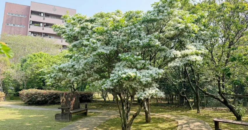 台北四月雪超夢幻！流蘇花5大免費賞花點推薦，搭捷運出發踏青去。