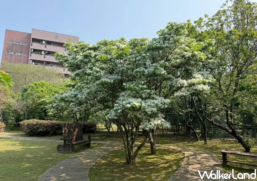 ▲花卉試驗中心陽光灑落在滿開的流蘇樹下，石板小徑旁的白色森林是絕佳的拍照點。