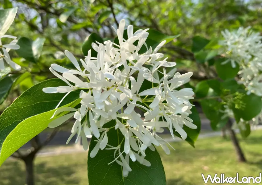 ▲微距觀察四月雪的精緻美感，細長的撕裂狀花瓣散發淡淡桂花清香，仙氣逼人。