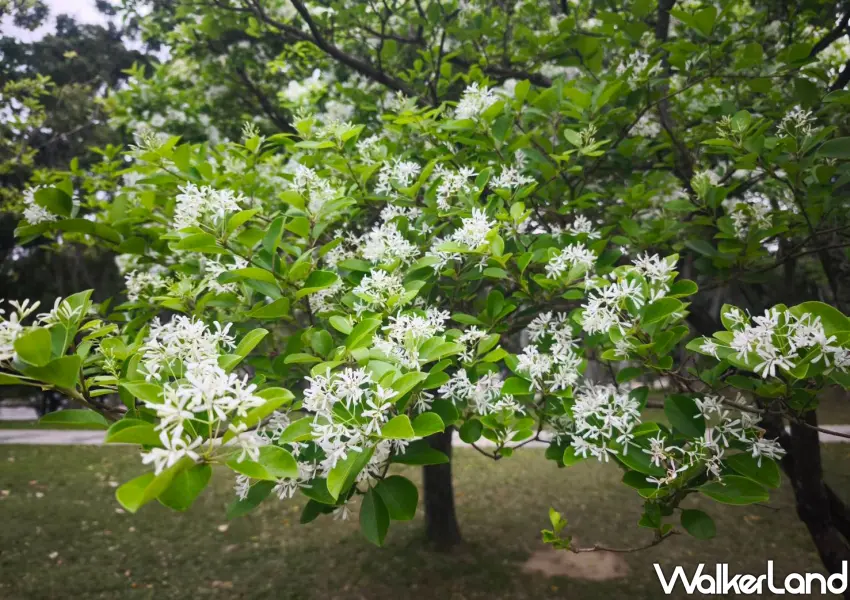 ▲翠綠葉片間點綴著滿滿白花，漫步在大安森林公園綠地享受流蘇花的清新芬芳。