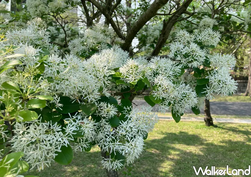 ▲近看流蘇花細長的花瓣，就像白色流蘇般飄逸，是台北市區最美四月雪。