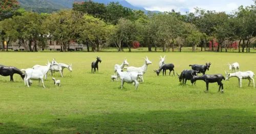比太魯閣還好拍！走訪鳳林日式山林秘境，人氣梅子雞沒預約吃不到。