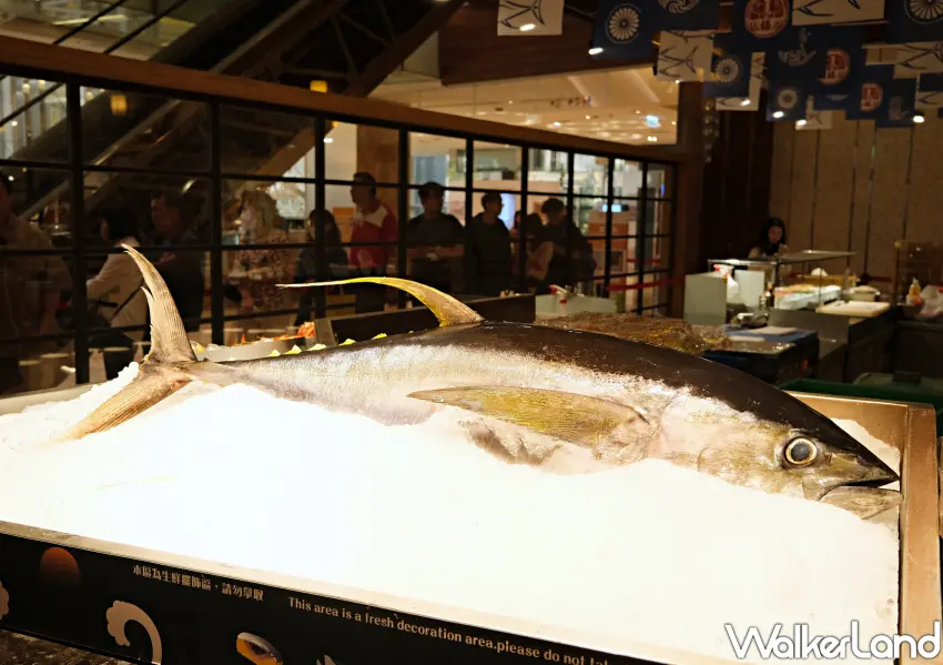 ▲霸氣「鮪魚現切秀」於週五晚餐及龍蝦之夜準時登場，主廚精湛刀工讓整尾碩大鮪魚變身極鮮生魚片。(攝影：鄭雅之)