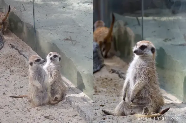 ▲高雄兒童節壽山動物園！2歲以下兒童免費入園，超可愛狐獴帶小孩看。(攝影：部落客 藍♀β♥love♥晴)