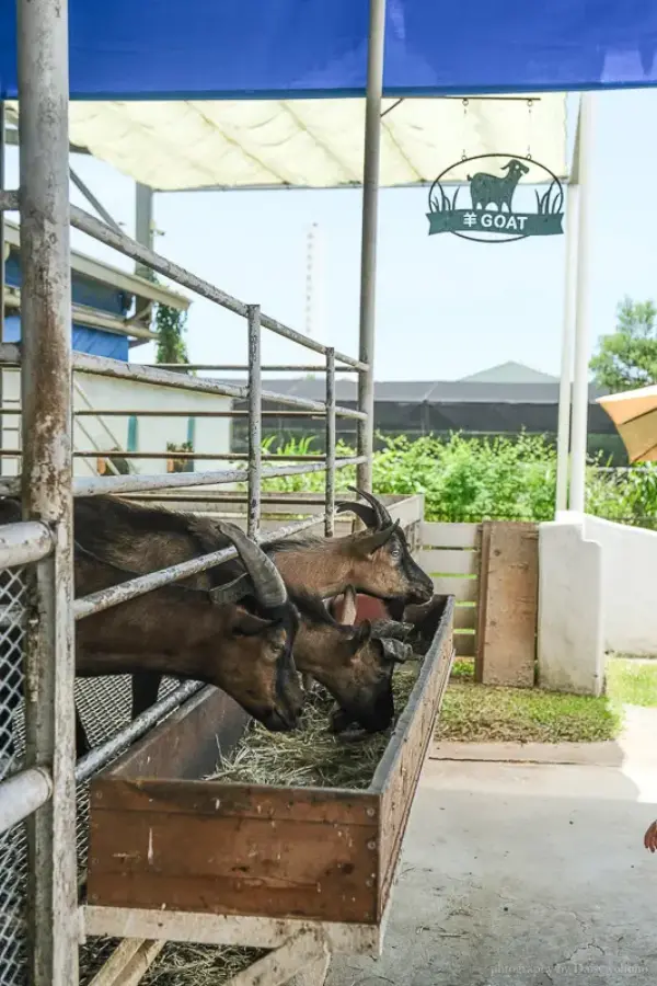 ▲高雄親子景點推薦！水流莊牧場每日限定的小羊見面會，可以近距離互動。(攝影：部落客 Daisy)