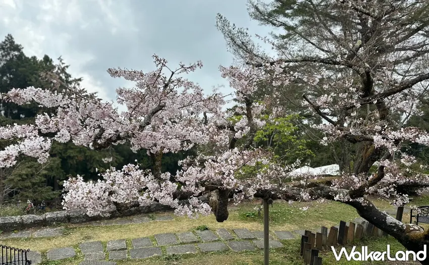▲阿里山賓館1913舊事所前的百歲櫻后染井吉野櫻目前已綻放6成，4月上旬將迎來最美盛開期。圖／阿里山賓館提供；窩客島整理