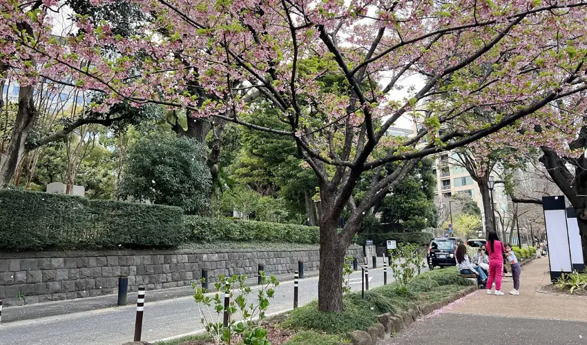 ▲皇居護城河沿岸的櫻花樹,每到春天就像一條淡粉色的河流。