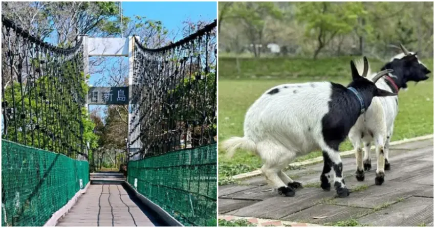 ▲「日新島」需步行吊橋才能抵達,島上綠意盎然,還能近距離看到可愛小動物,是親子同遊的療癒系景點。