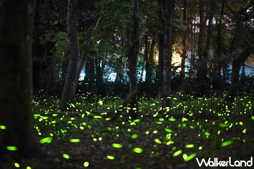 ▲每年4月至5月是溪頭最夢幻的季節，點點螢光在森林間交織，是入住溪頭福華絕對不能錯過的生態奇景 。圖／溪頭福華渡假飯店提供；窩客島編輯李維唐整理