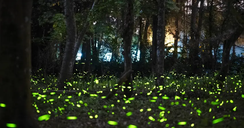 2026春季旅遊首選！福華大飯店「山湖城」跨區專案9999元任選3晚。