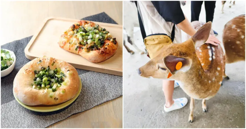 ▲▲在「星寶蔥體驗農場」不只能DIY香氣十足的蔥油餅,還能近距離與小鹿互動,一站滿足吃喝玩樂體驗。