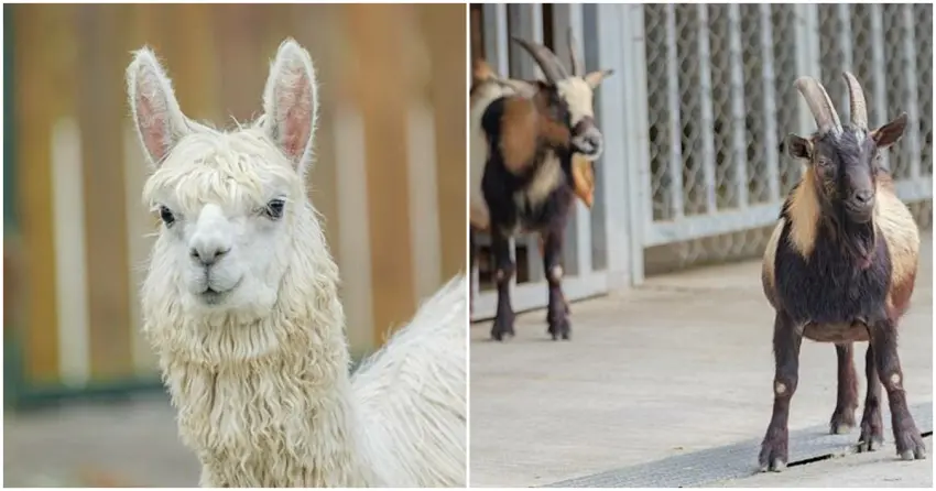 ▲在「長埤湖精靈村」能近距離看見羊駝與笑笑羊,溫馴又呆萌的模樣,大人小孩都忍不住融化。