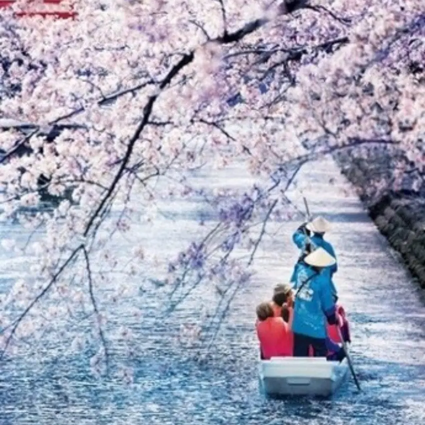 ▲市區流經的水門川沿線約1.1公里盛開染井吉野櫻。