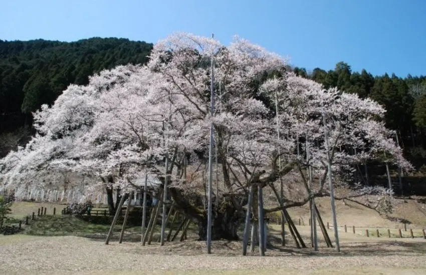 ▲樹齡約1500年承載深厚歷史與傳說。