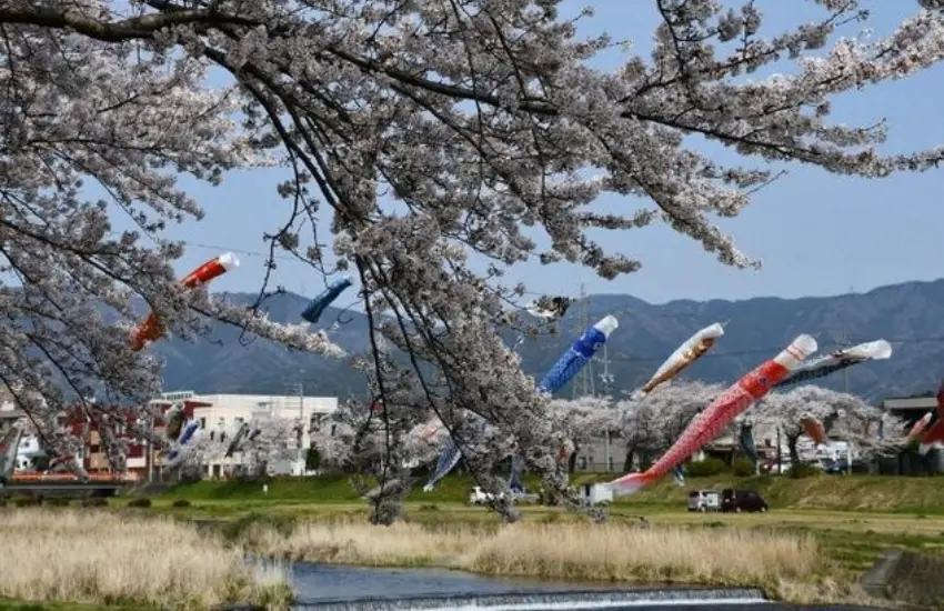 ▲相川堤防沿線約200株櫻花並列，上空約350隻鯉魚旗悠遊飄揚。