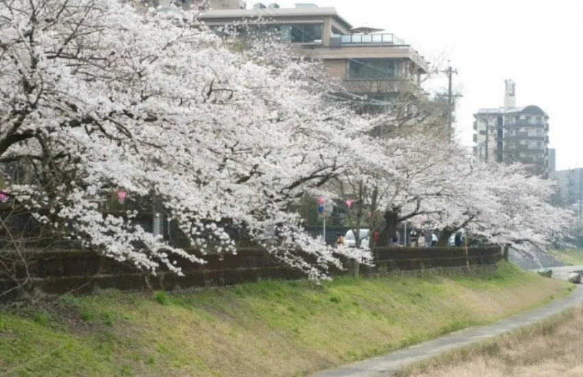 ▲聳立岐阜城的金華山山麓，整座公園染上櫻花色。