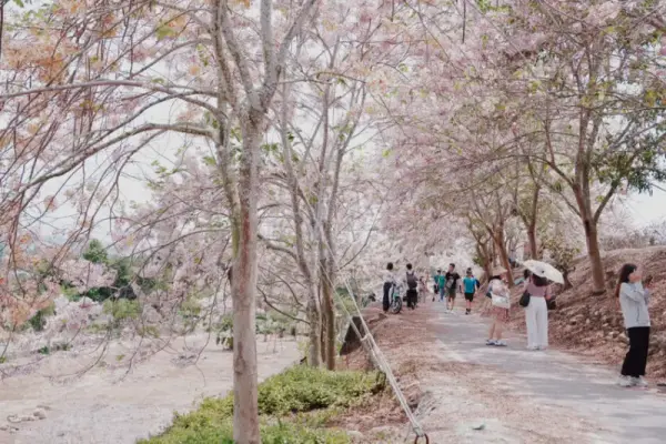 ▲台南自然景點推薦！台南玉井玥園思親步道粉色花旗木花海，每年4月盛開。(攝影：部落客 婗媽)
