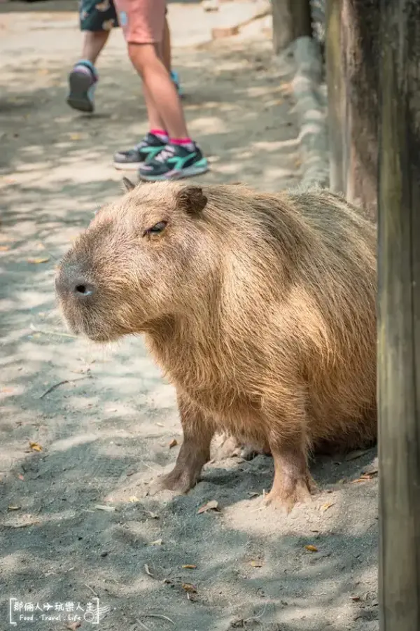 ▲台南親子景點推薦！頑皮世界野生動物園能近距離餵食水豚、看狐獴。(攝影：部落客 那倆人玩樂人生)