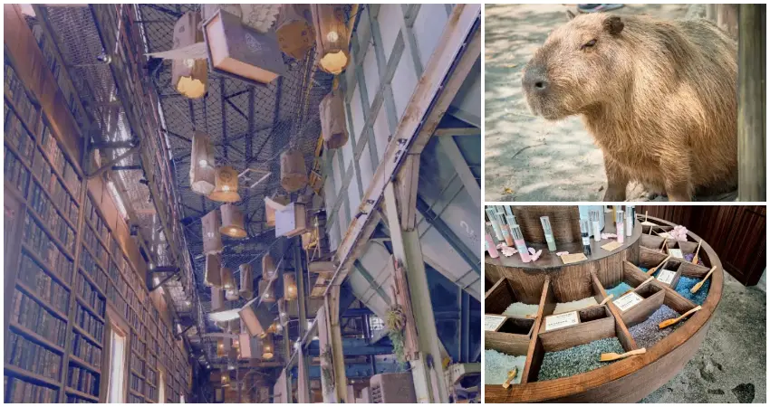 ▲台南景點推薦7選！粉紅花旗木花海步道、復古勝利號，台南景點必玩推薦。