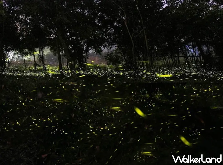 ▲統一馬武督季節限定的夜間賞螢活動，讓全家人在靜謐秘境中探訪閃爍綠光的螢火奇景。圖／統一渡假村提供；窩客島整理