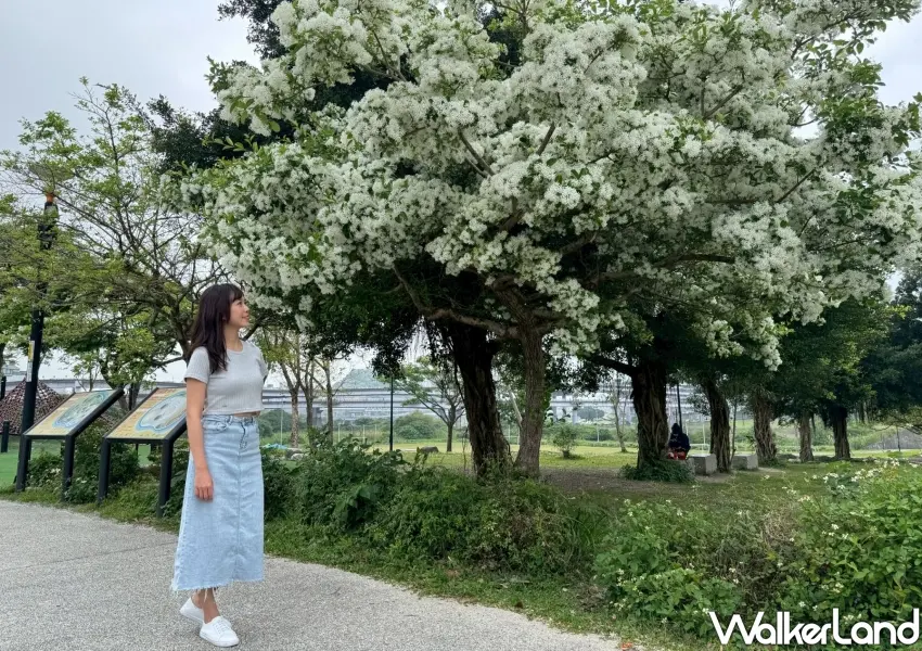 ▲新店陽光運動園區迎來年度流蘇花季,純白花簇覆蓋枝頭宛如唯美四月雪。