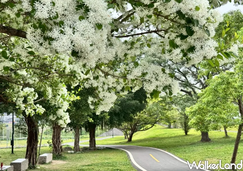 ▲漫步在陽光運動園區自行車道旁,感受流蘇盛開與綠意交織的春日浪漫視覺饗宴。