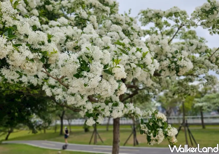 ▲台灣原生種流蘇花色潔白如雪,盛開時散發清新幽香,是新北期間限定的隱藏版美景。