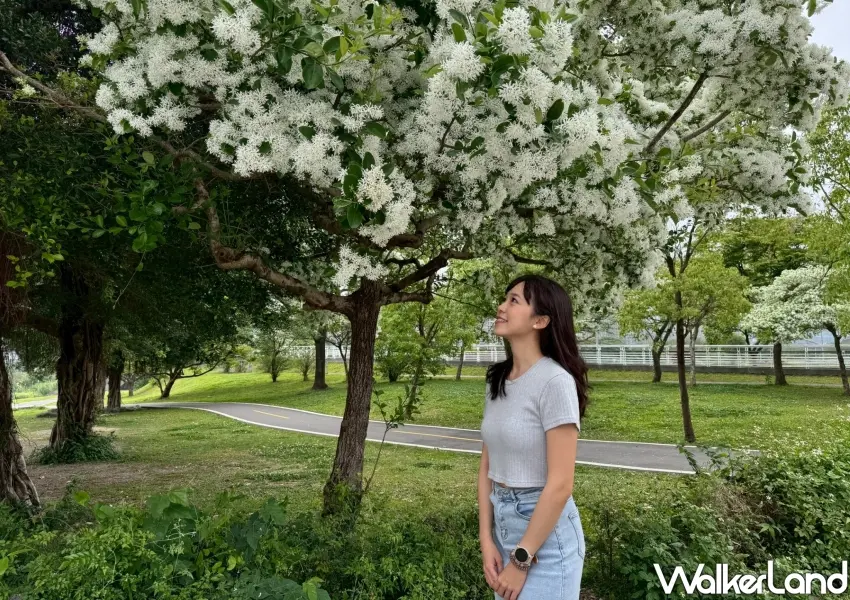 ▲兒童遊戲場周邊流蘇花況正佳,細緻小白花如雪花般飄落,非常適合週末親子同遊野餐。