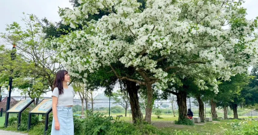 新店四月雪爆發！陽光運動公園流蘇花滿開，親子踏青、夢幻美照一次滿足。