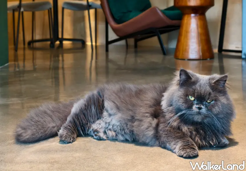 ▲「MIU MIU 日式刨冰」為恆春寵物友善餐廳，並有親人店貓。（美食好芃友提供）