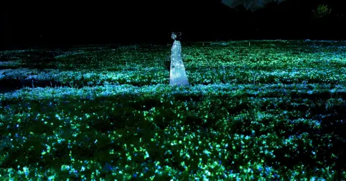 teamLab大阪長居植物園夜間粉蝶花光雕登場，春夜限定夢幻藍海超震撼。