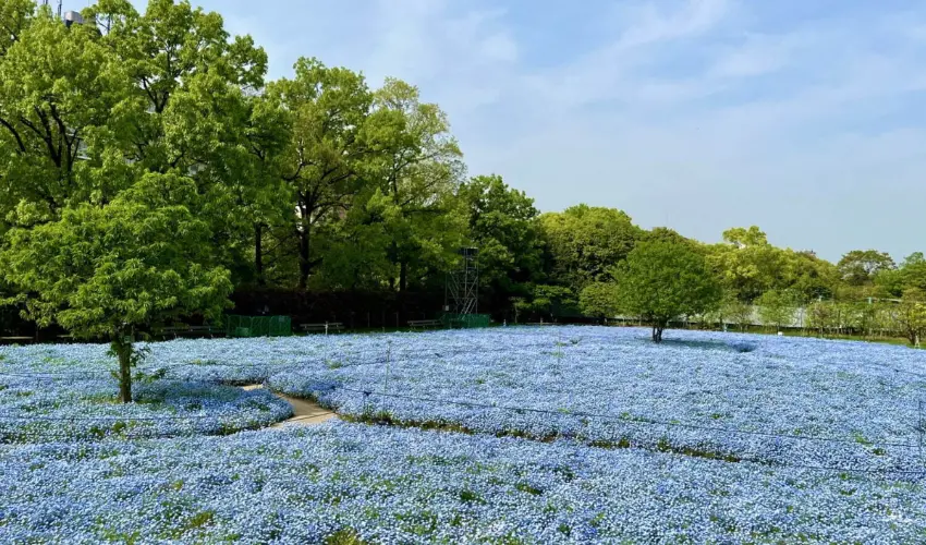 ▲白日則是一大片夢幻的粉藍花海，在陽光下閃耀著生氣勃勃的春意。