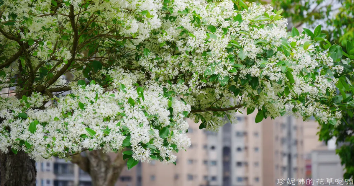 搭捷運追四月雪！環狀線一日遊這樣排，河濱公園、藝文空間必打卡。
