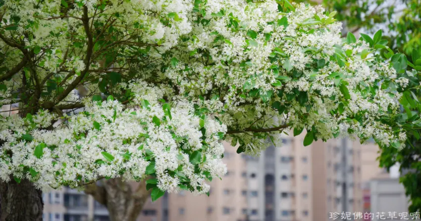 ▲「陽光運動公園」每到春季都會迎來四月雪的滿開期，夢幻白花鋪滿枝頭，清新色調怎麼拍都絕美。