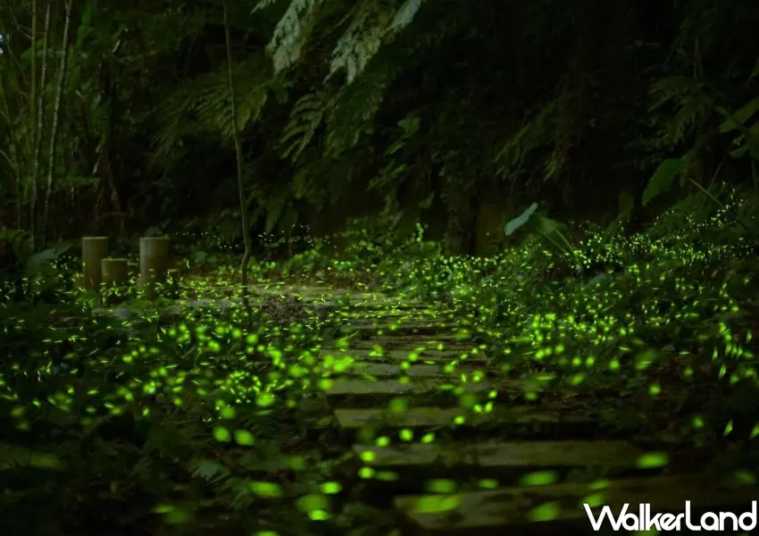 ▲和美山賞螢步道宛如人間仙境，滿地閃爍的綠色螢光與森林交織成夢幻星河，是新北春季最療癒的自然奇景。