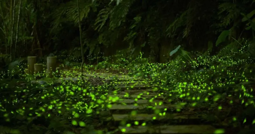 捷運直達螢火蟲秘境！新店和美山「擺渡賞螢」免門票，預約方式看這。