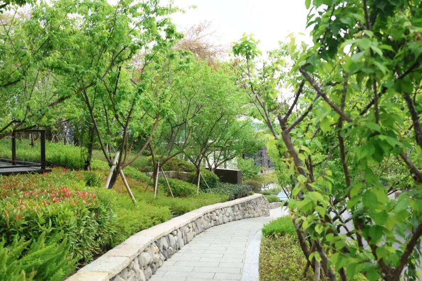 ▲漢來日月行館園區內種植逾百棵梅樹並打造專屬「賞梅步道」，讓房客近距離感受青梅掛樹的熟成風情 。 圖／漢來日月行館提供；窩客島編輯李維唐整理