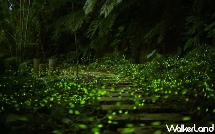 ▲步道沿途螢火蟲點點飛舞，宛如星河灑落山林 。 圖／新北市政府觀光旅遊局提供；窩客島編輯李維唐整理